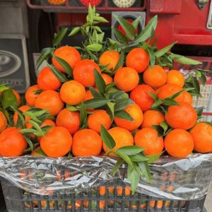 Quýt đường Kim Thu – "Nữ hoàng" của các loại quýt