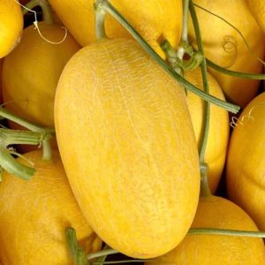 Dưa Lưới Huỳnh Long (Dưa Hoàng Kim) – Vỏ Vàng Ruột Cam, Giòn Ngọt